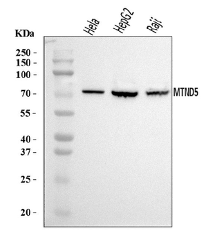 MT-ND5/MT Rabbit Polyclonal Antibody