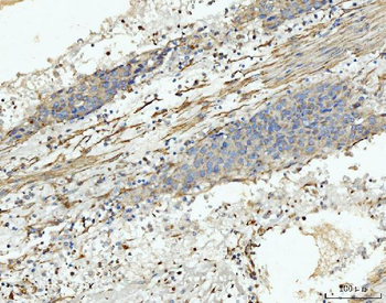 MT-ND5/MT Rabbit Polyclonal Antibody