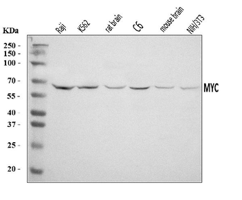 c-Myc/MYC Rabbit Polyclonal Antibody