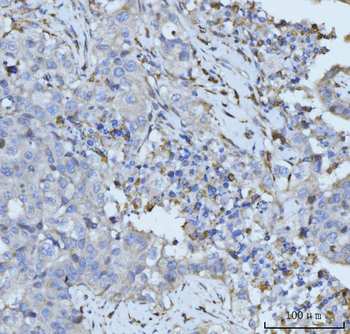 PLD3 Antibody