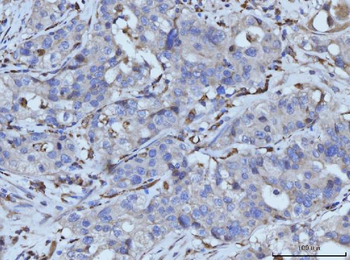 PLD3 Antibody