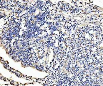 PLD3 Antibody