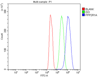 PPP2R1A Antibody