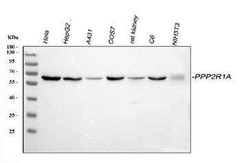 PPP2R1A Antibody