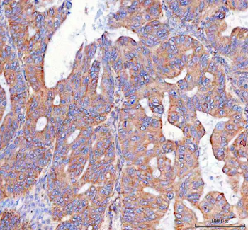 PTGES2/Gbf1 Antibody