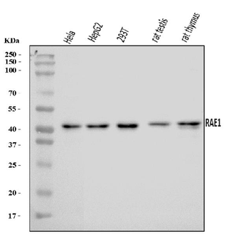 RAE1 Rabbit Polyclonal Antibody