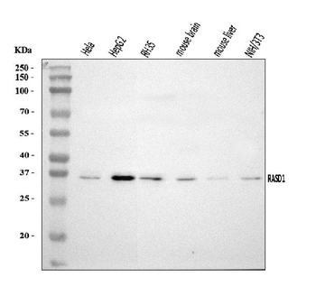 Dexras1/RASD1 Rabbit Polyclonal Antibody