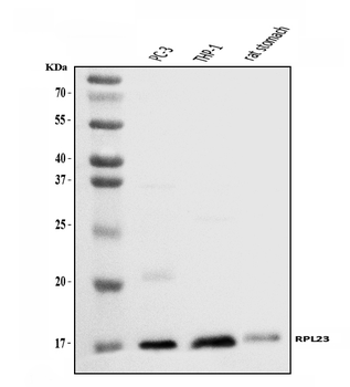 RPL23 Antibody