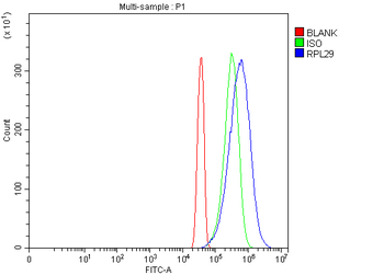 RPL29 Antibody