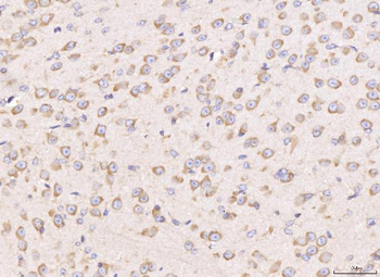 RPL29 Antibody