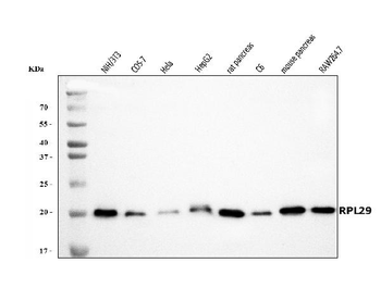 RPL29 Antibody