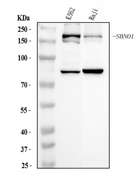 SBNO1 Antibody