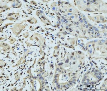 SCP3/SYCP3 Antibody