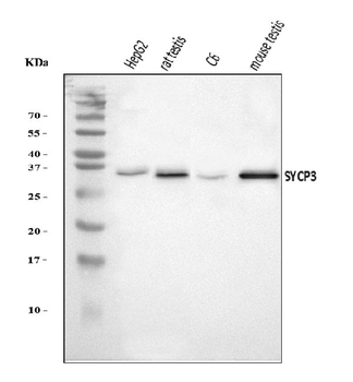 SCP3/SYCP3 Antibody