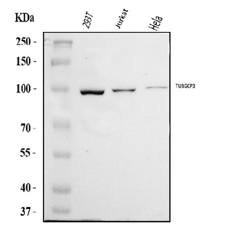 TUBGCP3 Rabbit Polyclonal Antibody