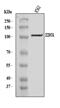 ZC3H7A Rabbit Polyclonal Antibody