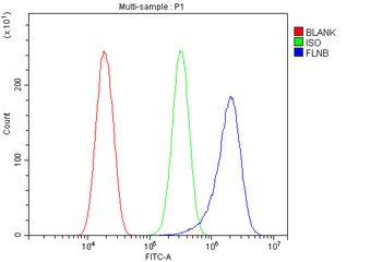 Filamin B/FLNB Antibody