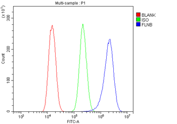 Filamin B/FLNB Antibody