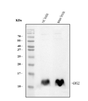 GNG2 Mouse Monoclonal Antibody