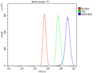 Moesin/MSN Mouse Monoclonal Antibody
