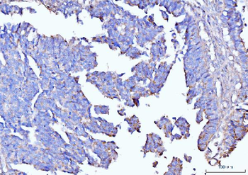 Moesin/MSN Mouse Monoclonal Antibody