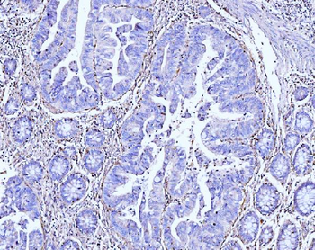 Moesin/MSN Mouse Monoclonal Antibody