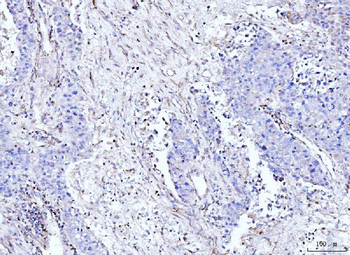 Moesin/MSN Mouse Monoclonal Antibody