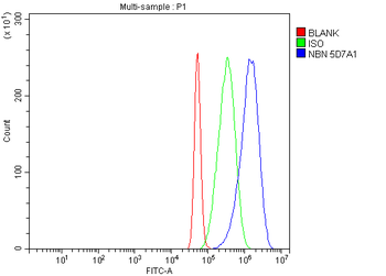 p95 NBS1 Mouse Monoclonal Antibody