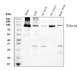 p95 NBS1 Mouse Monoclonal Antibody