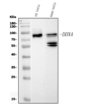 DDX4/MVH Mouse Monoclonal Antibody