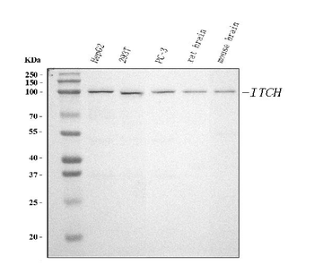 ITCH/AIP4 Mouse Monoclonal Antibody