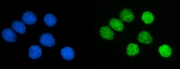PCNA Antibody (monoclonal, 2G2)