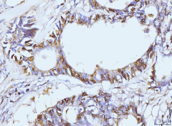 PCNA Antibody (monoclonal, 2G2)