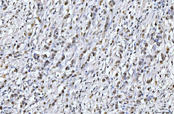 PCNA Antibody (monoclonal, 2G2)