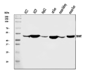 BHMT Rabbit Polyclonal Antibody