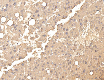 BHMT Rabbit Polyclonal Antibody