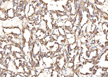 BHMT Rabbit Polyclonal Antibody