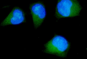 CDK5RAP2 Rabbit Polyclonal Antibody