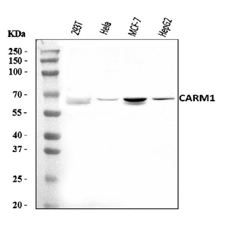 CARM1 Rabbit Polyclonal Antibody