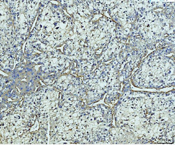 COL4A2 Antibody