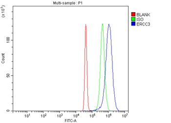 XPB/ERCC3 Antibody