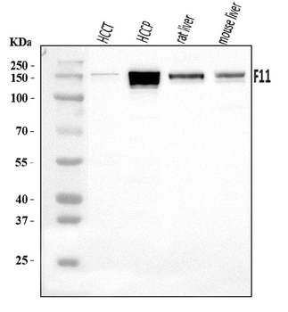 FXI/F11 Antibody