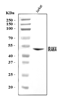 IRAK4 Rabbit Polyclonal Antibody