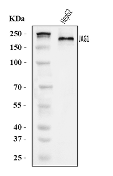 Jagged1/JAG1 Rabbit Polyclonal Antibody