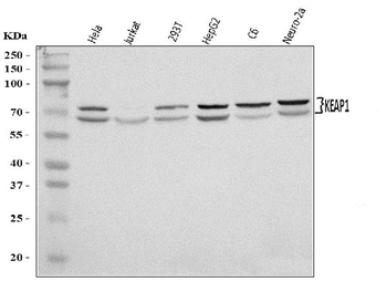 KEAP1 Rabbit Polyclonal Antibody