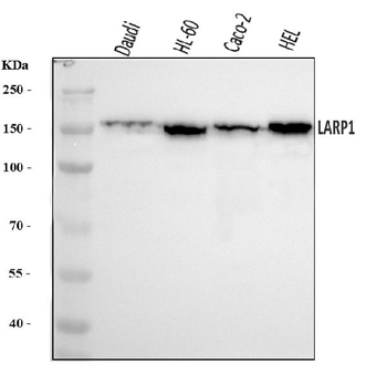 LARP1 Rabbit Polyclonal Antibody