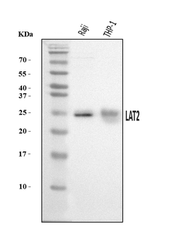 NTAL/LAT2 Rabbit Polyclonal Antibody