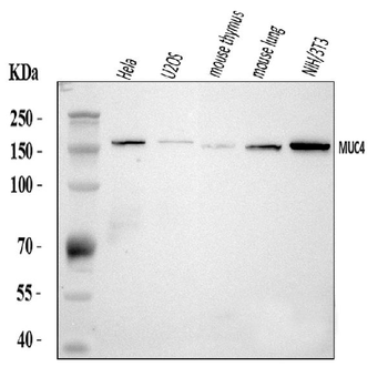 MUC4 Rabbit Polyclonal Antibody