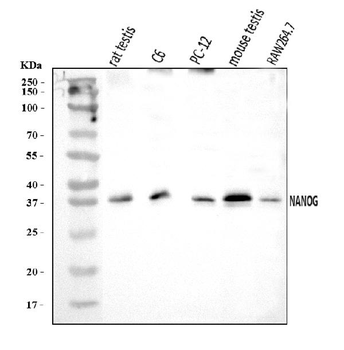 Nanog Rabbit Polyclonal Antibody