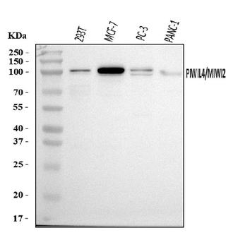 PIWIL4/PIWI Rabbit Polyclonal Antibody